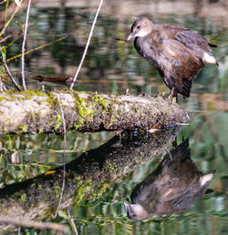 Bird perching on a lake