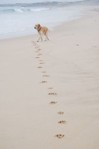 Dog standing on shore