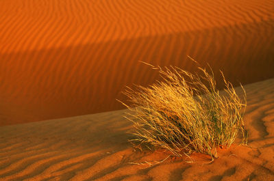 Close-up of grass at desert
