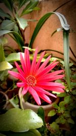 Close-up of pink flower blooming outdoors