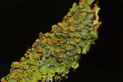 Close-up of leaf against black background