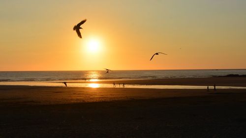 Silhouette birds flying over sea at sunset