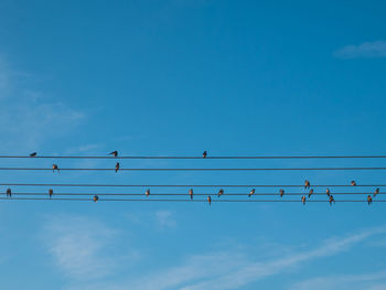 Low angle view of birds perching on cable against sky