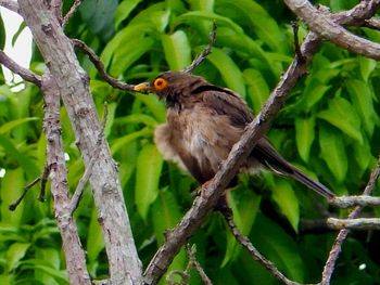 Close-up of bird perching on tree