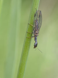 Close-up of damselfly on leaf