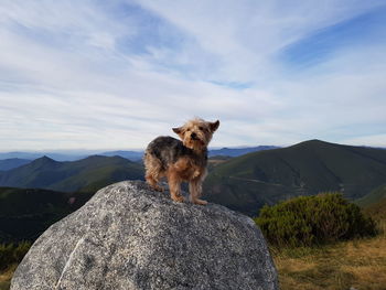 Dog on rock against sky