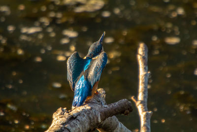 Close-up of bird perching on branch