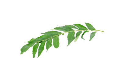 Close-up of fresh green leaves against white background