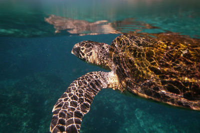 Close-up of turtle swimming in sea