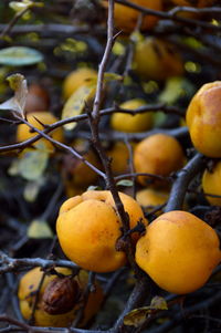 Close-up of fruits on tree