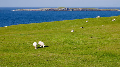 Flock of sheep grazing on field by sea