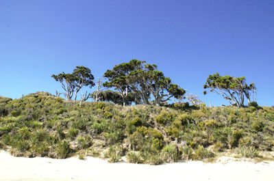 Single tree against clear blue sky