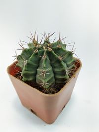 High angle view of succulent plant in pot