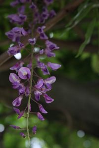 Close-up of purple flowers blooming outdoors