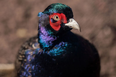 Close-up of peacock