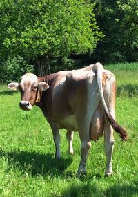 Grass grazing on grassy field