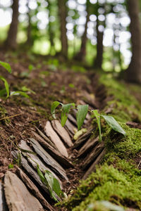 Close-up of plant growing on field in forest