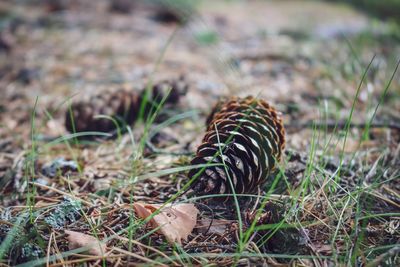 Close-up of pine cones on land