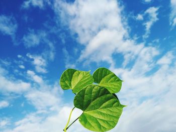 Low angle view of green leaves against sky