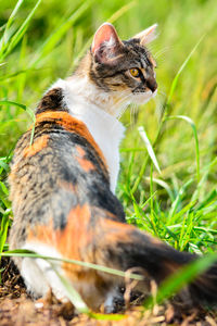 Close-up of a cat on field