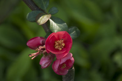 Close-up of pink flower