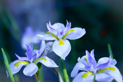 Close-up of purple flowers