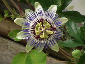 Close-up of passion flower blooming outdoors