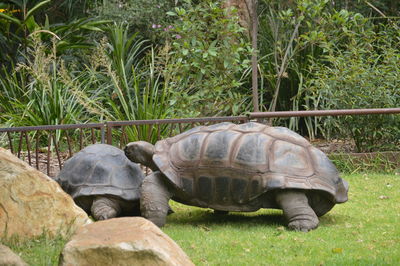 The tortoise chit chat with  her couple