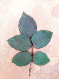 High angle view of leaves on plant