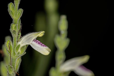 Close-up of purple flowering plant