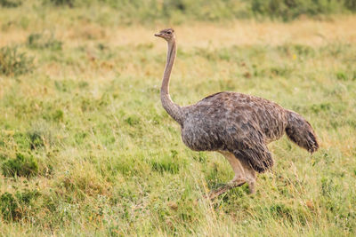 Side view of a ostrich on grassy field