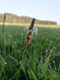 Close-up of butterfly on field