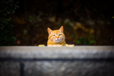 Close-up of orange tabby cat