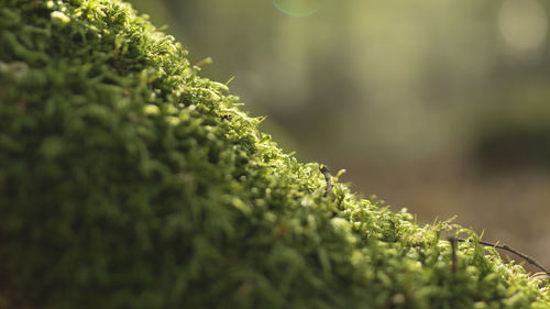 Close-up of green plant