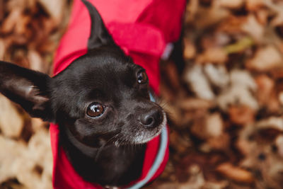 Portrait of black puppy