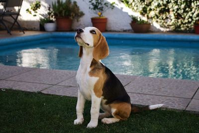 Beagle dog sitting by swimming pool