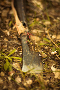 Close-up of plant on field