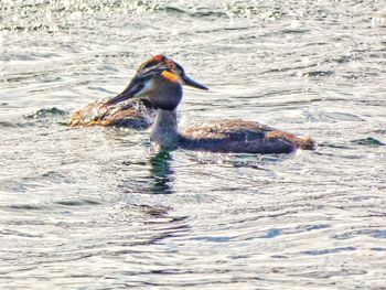 Duck swimming in a lake