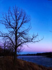 Bare tree by lake against blue sky