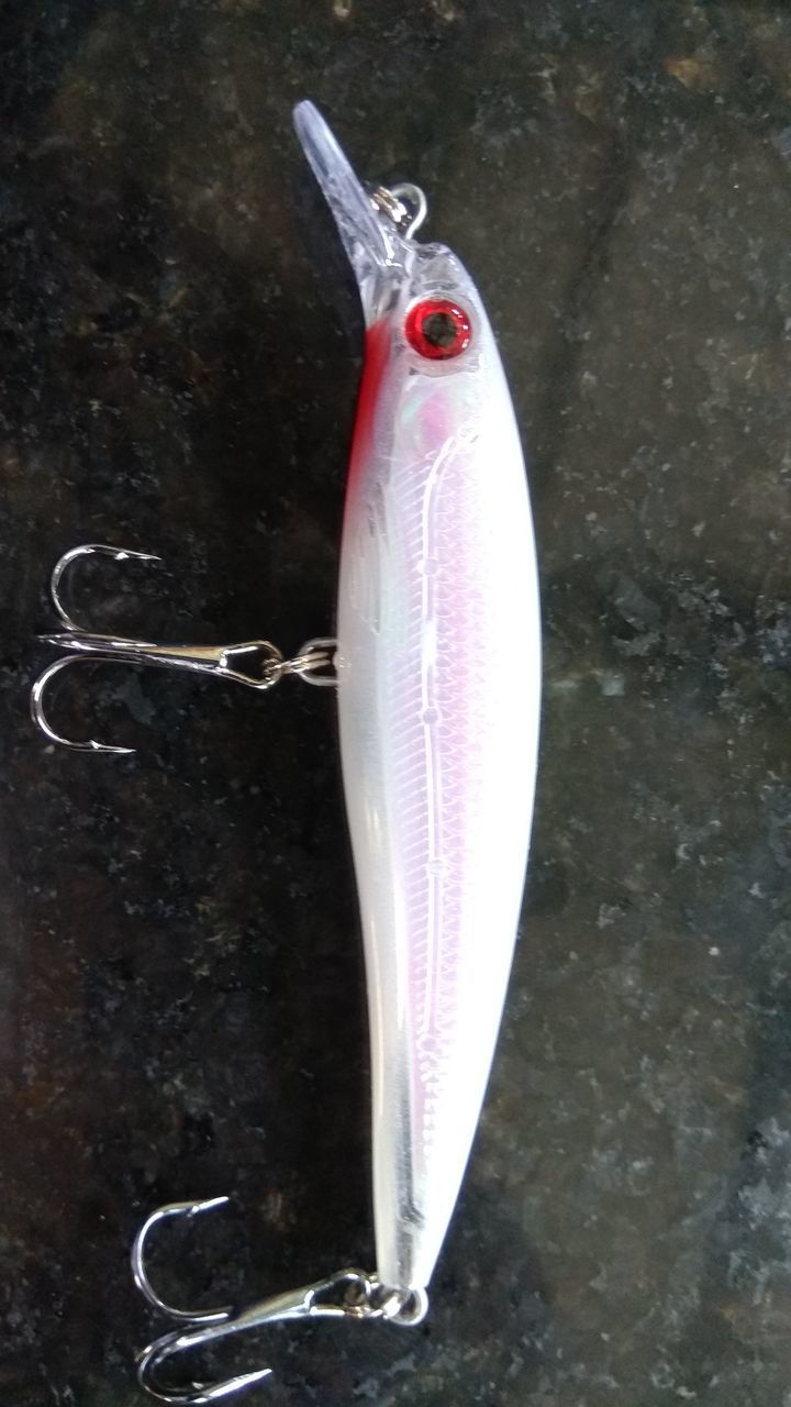 HIGH ANGLE VIEW OF FISH ON A GROUND