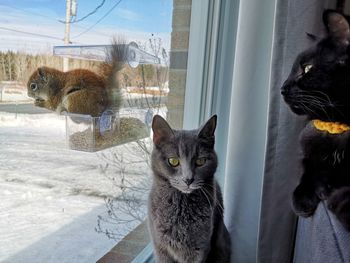 Cat sitting by window