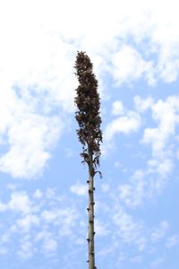 Low angle view of tree against sky