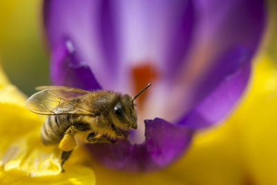 Close-up of bee pollinating on purple flower