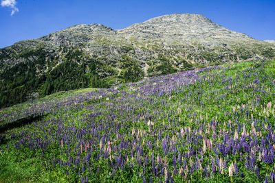 Purple flowering plants on field by mountain against sky