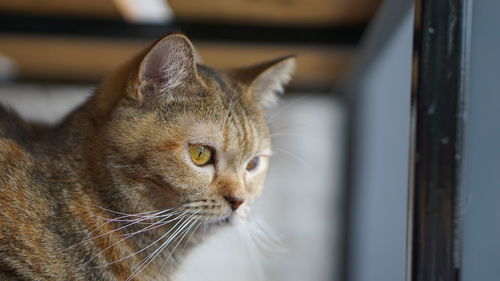 Close-up of a cat looking away