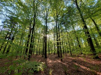 Trees in forest during autumn