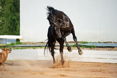 Dog running in a water