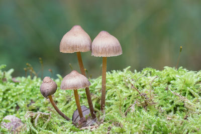 Close-up of mushroom on grass