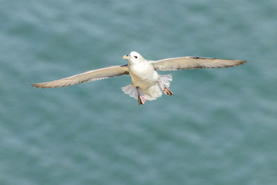 Low angle view of bird flying against sky