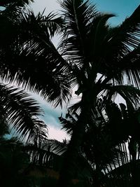 Low angle view of silhouette palm trees against sky